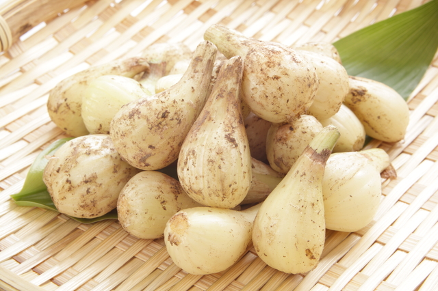 砂丘らっきょう