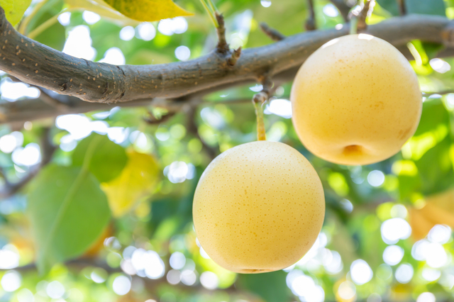 鳥取県産へのこだわり